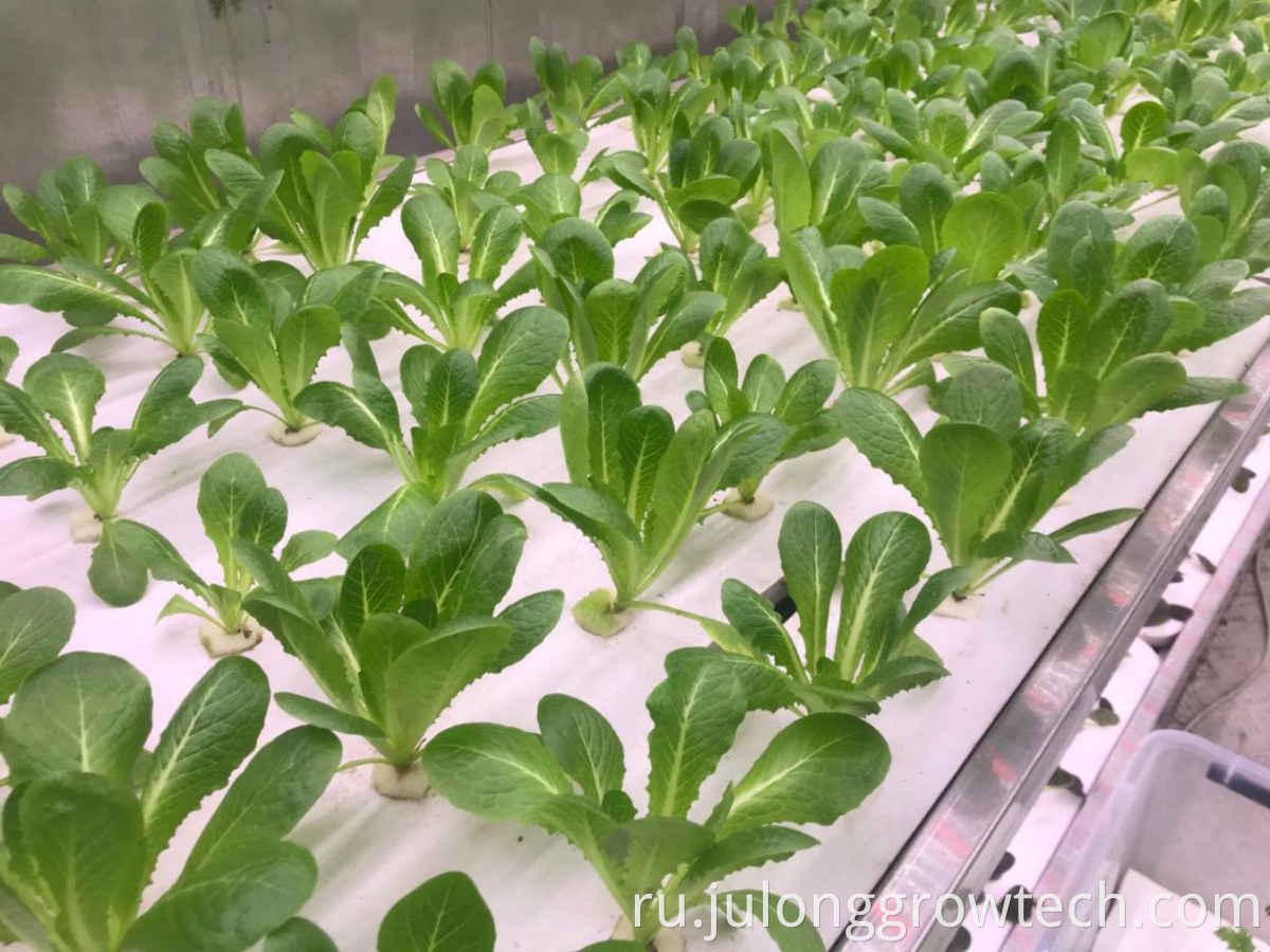 Vertical Farming Shipping Containers Growing Container System Leaf Vegetable Planting4